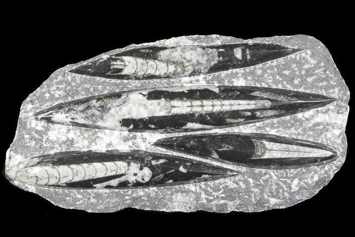 Polished Orthoceras (Cephalopod) Plate - #68369